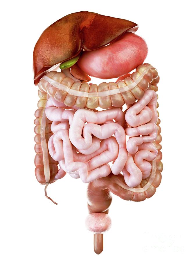 Illustration Of The Human Digestive System Photograph by Sebastian ...