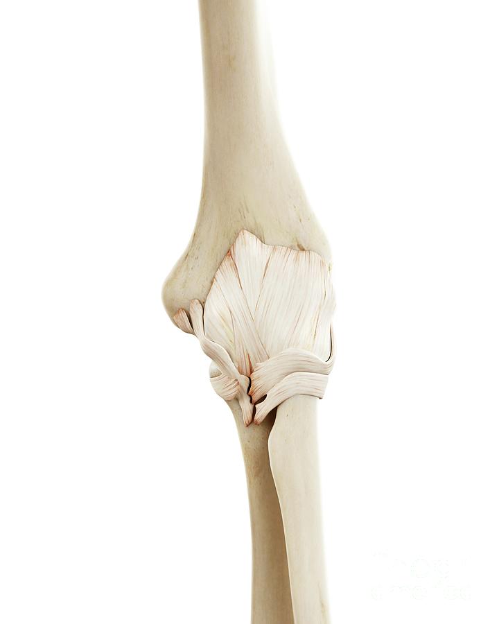 Elbow Photograph - Illustration Of The Human Elbow Bones by Sebastian Kaulitzki/science Photo Library