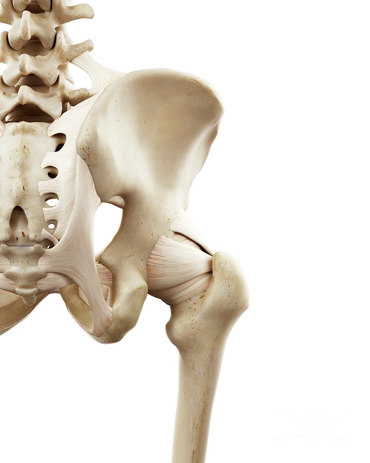 Illustration Of The Human Hip Bones Photograph By Sebastian Kaulitzki