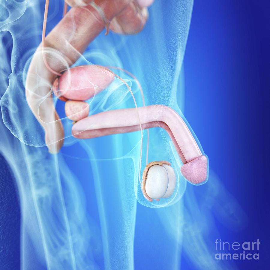 Illustration Of The Human Penis Anatomy by Sebastian Kaulitzki/science  Photo Library