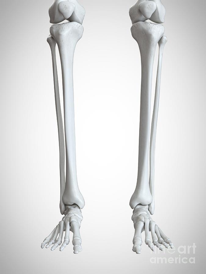 Illustration Of The Lower Leg And Foot Bones Photograph by Sebastian ...