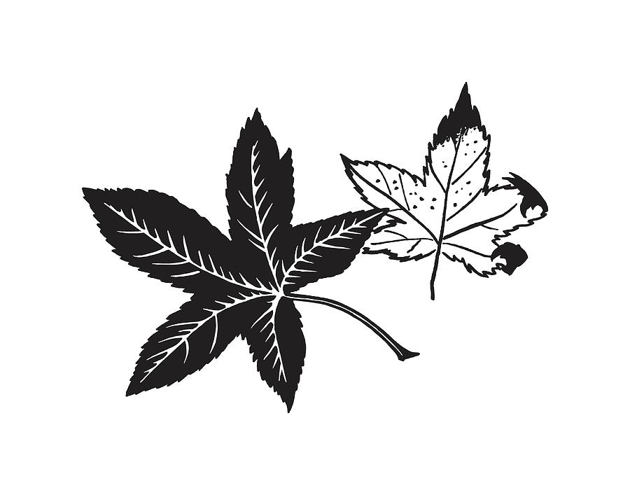 Black And White Drawing - Illustration of two leaves by CSA Images