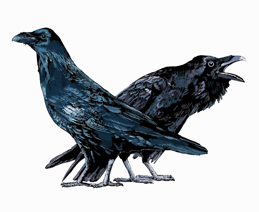 Illustration Of Two Ravens Photograph by Ikon Images - Fine Art America