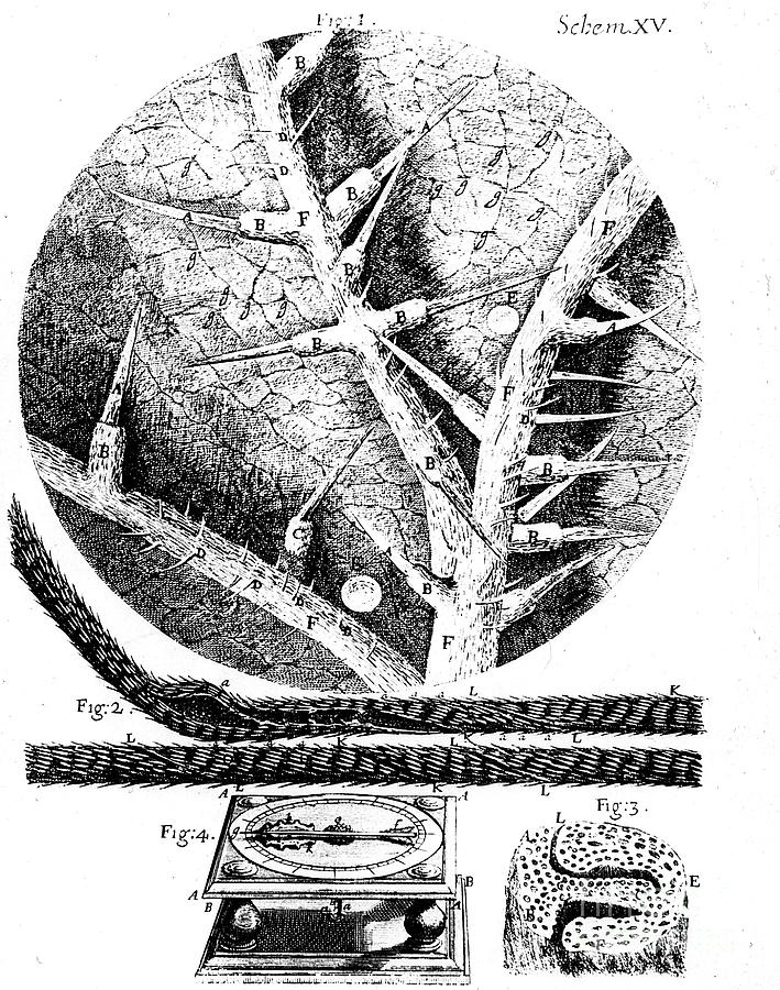 Illustrations From English Microscopist Drawing by Print Collector