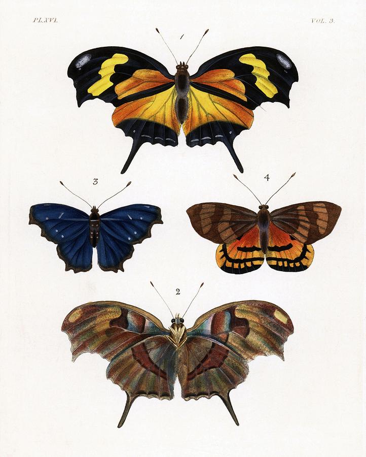 Illustrations of Exotic Entomology, Bohn, London, 1837. Drawing by Album