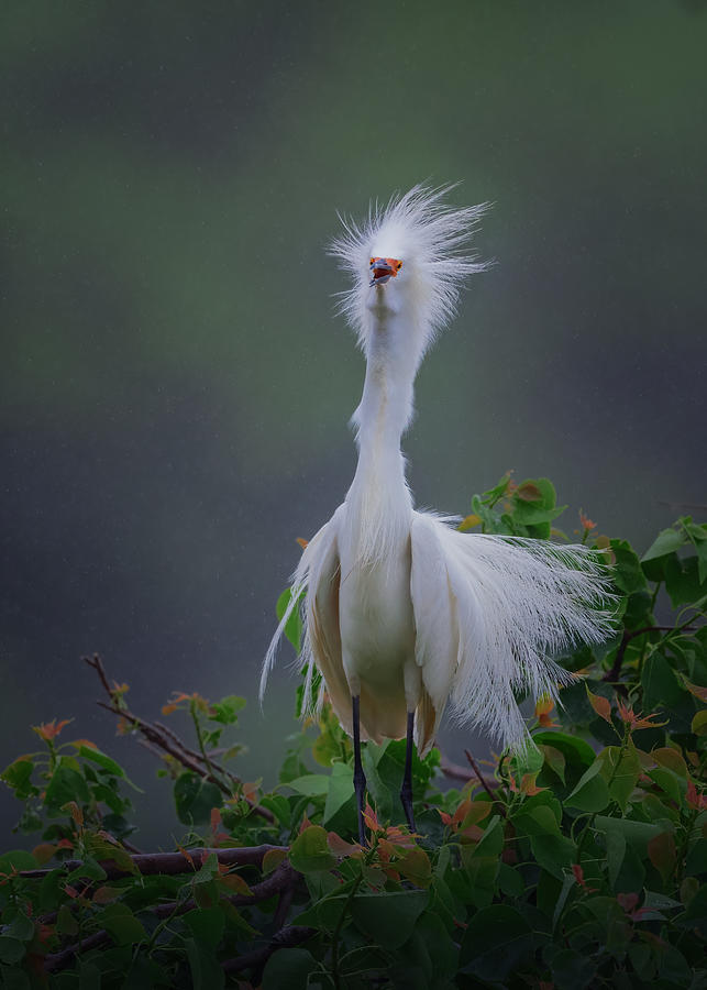 Nature Photograph - I\m A Snowy Egret by Sheila Xu