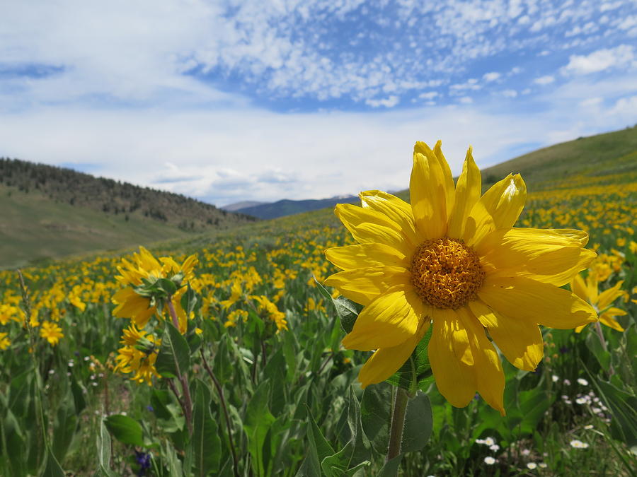 Wildflower Photograph - Im All Ears by Lori J Welch Wildflower Photograph - Im All Ears by Lori J Welch