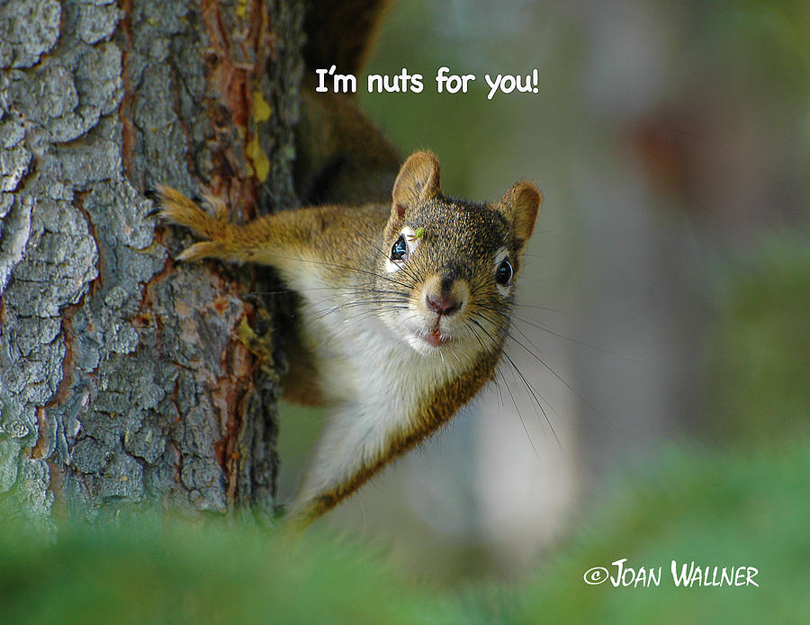 Im Nuts for You Photograph by Joan Wallner
