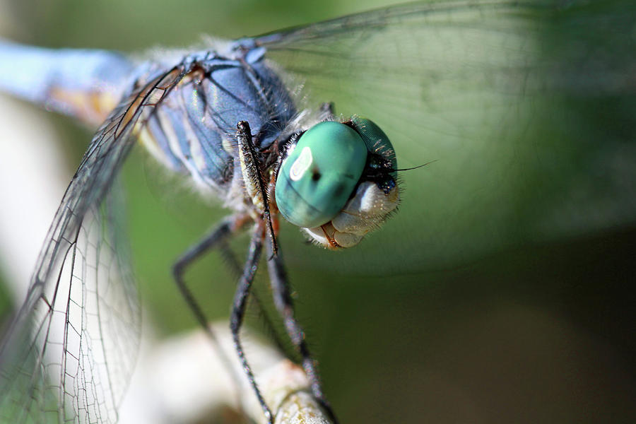 Insects Photograph - Im so Blue by Donna Kennedy