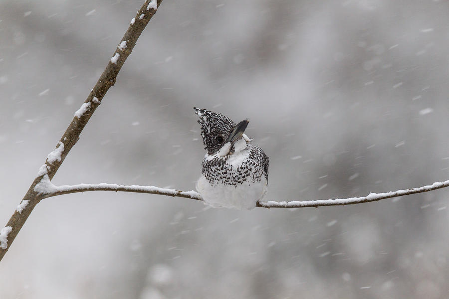 Bird Photograph - Im Stuckking! by Osamu Asami