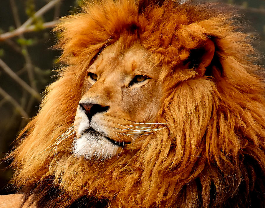 I'm The King of the Jungle Photograph by Dave Byrne - Pixels