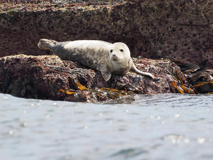 Harbor Seal - Supporting World Wide Fund For Nature by James Lamb Harbor Seal - Supporting World Wide Fund For Nature by James Lamb