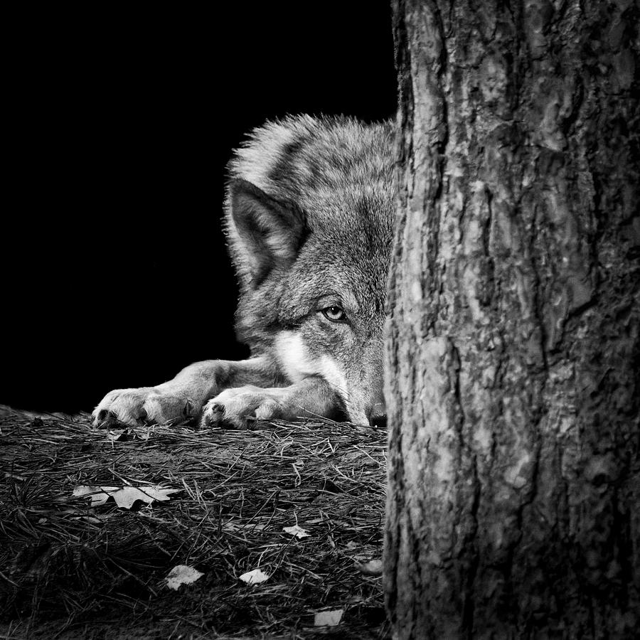 Black And White Photograph - Im Watching You! by Peter Dewever