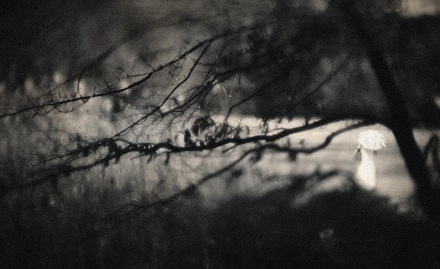 Tree Photograph - Im Watching You... by Teruhiko Tsuchida