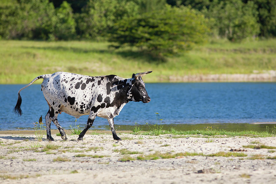 Image Of A Black And White Nguni Cow Photograph by Cormac Mccreesh