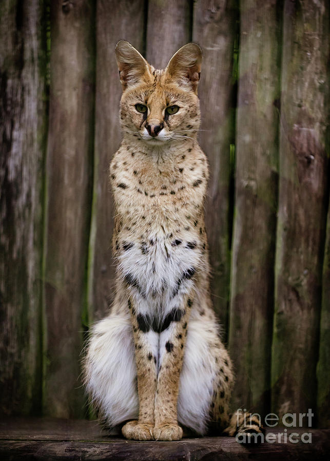 Image Of A Serval Photograph by Wil Wardle Photography