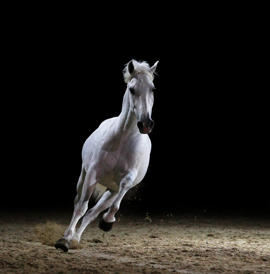 Image Of A White Stallion Galloping On Photograph by Somogyvari