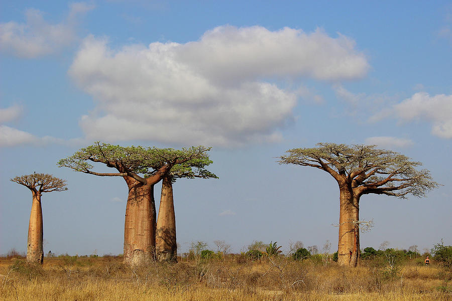 Baobab Trees in Madagascar Photograph by Eric Pengelly