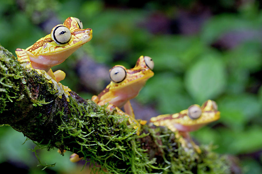 Imbabura Tree Frogs Perched On A Branch, Esmeraldas, Ecuador Photograph ...