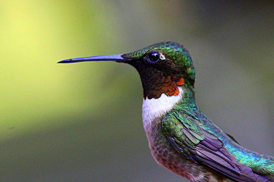 Img_1646 - Ruby-throated Hummingbird Photograph