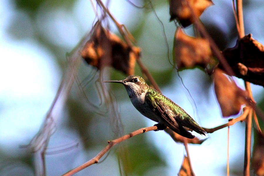 Img_1777-002 - Ruby-throated Hummingbird Photograph