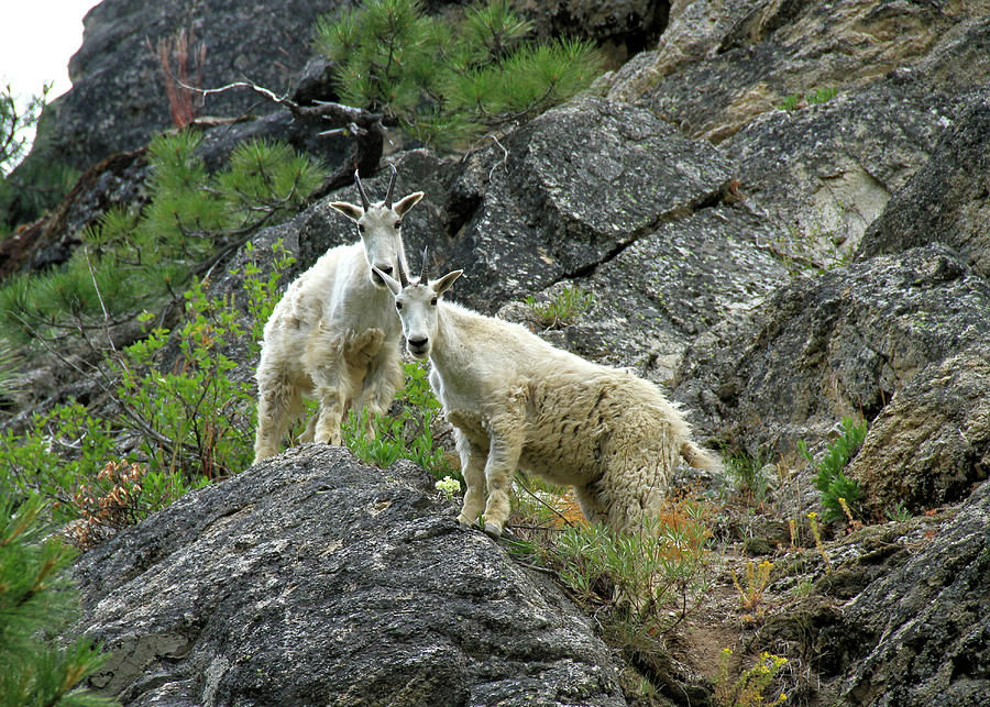 Idaho Mountain Goats Photograph by Ed Riche