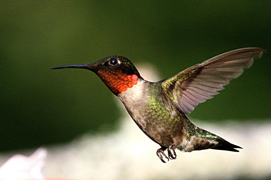 IMG_2056 - Ruby-throated Hummingbird Photograph by Travis Truelove