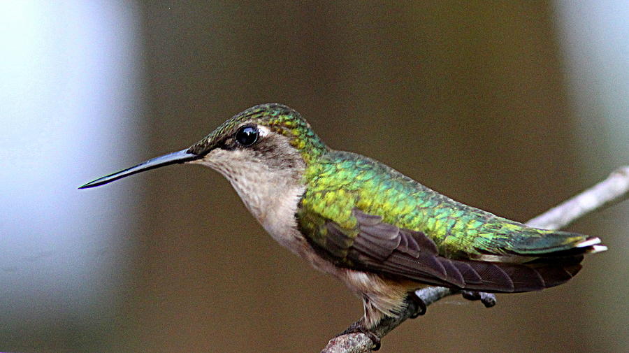 IMG_3710 - Ruby-throated Hummingbird Photograph by Travis Truelove