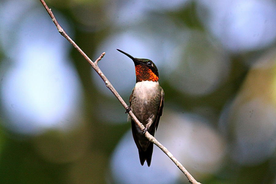 IMG_6073 _ Ruby-throated Hummingbird Photograph by Travis Truelove