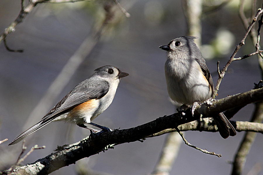 Img_6478 - Tufted Titmouse Photograph