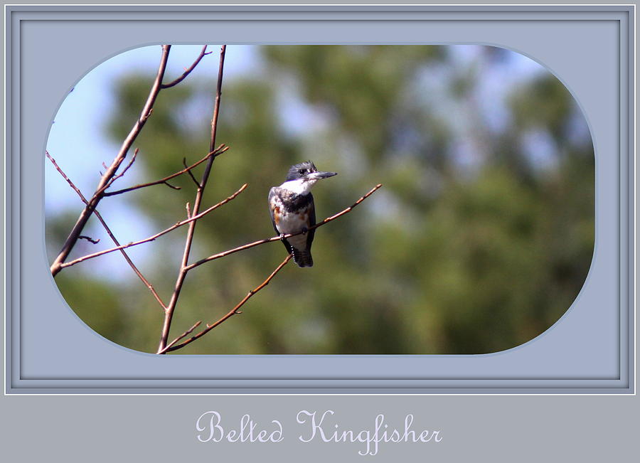 Img_6631-020 - Belted Kingfisher Photograph