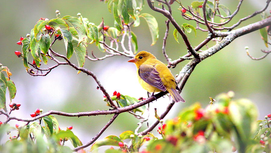 IMG_9068 -Scarlet Tanager  Photograph by Travis Truelove