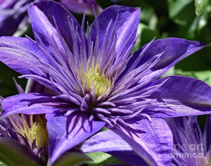 Immaculate Crystal Fountain CLematis Photograph by Cindy Treger - Pixels