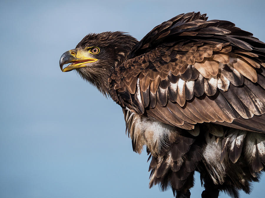 Immature American bald eagle against blue sky Photograph by Tosca Weijers