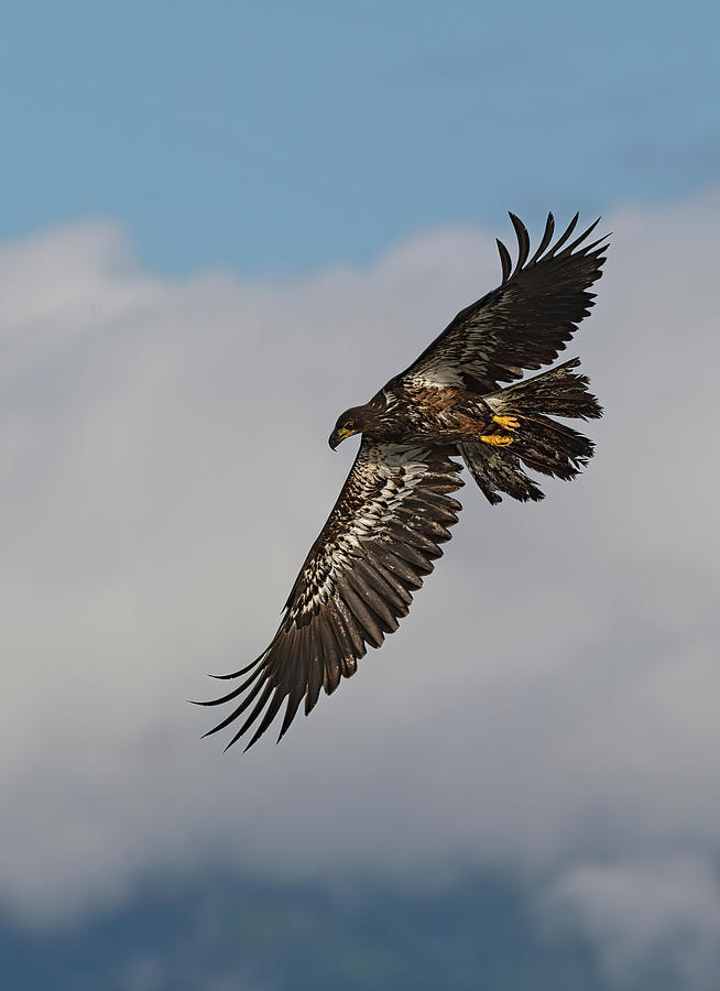 Immature Bald Eagle  Photograph by Gary Langley