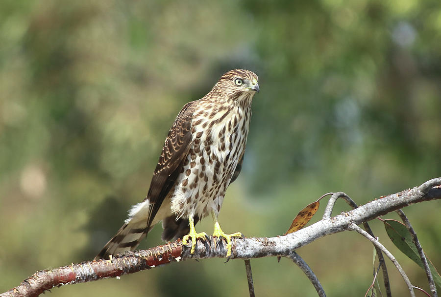 Immature Coopers Hawk Photograph by Morgan Wright