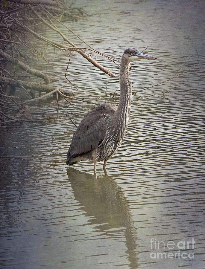 Immature Great Blue Heron Photograph By Barbara Mcmahon - Fine Art America