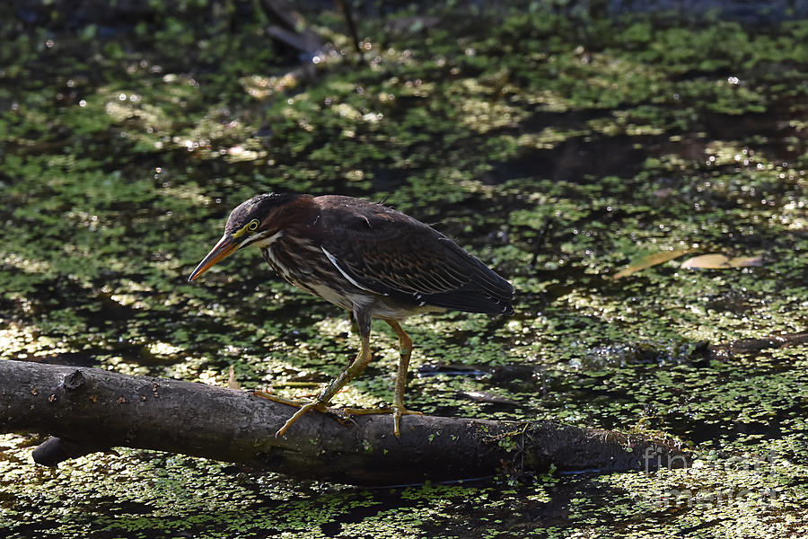 Immature Green Heron Photograph by Sheila Lee - Fine Art America