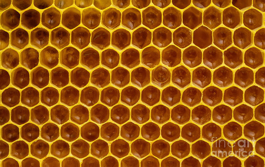 Immature Honey In Honeycombs Photograph by Jozef Jankola - Fine Art America