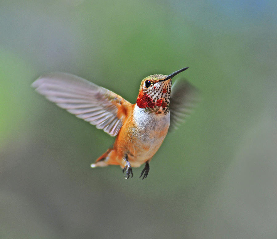 Immature Male Rufous Hummingbird Photograph by Eastman Photography Views Of The Southwest