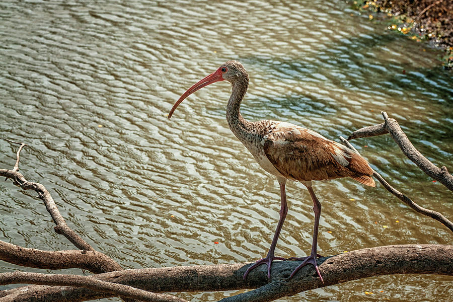 Immature White Ibis Photograph by Betty Depee