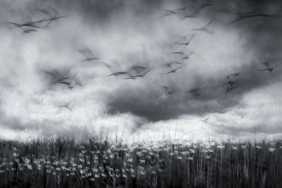 Crane Photograph - Imminent Thunder by John Fan