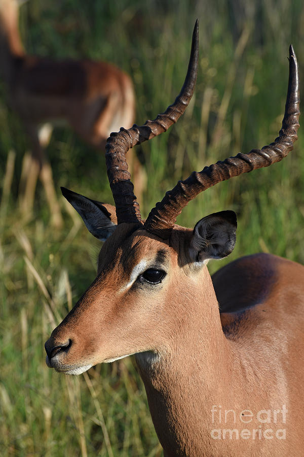 Impala Aepyceros melampus h4 Photograph by Amir Paz