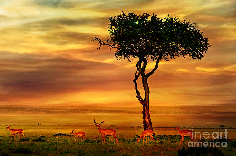 Fur Photograph - Impala At African Sunset Background by Byelikova Oksana Fur Photograph - Impala At African Sunset Background by Byelikova Oksana