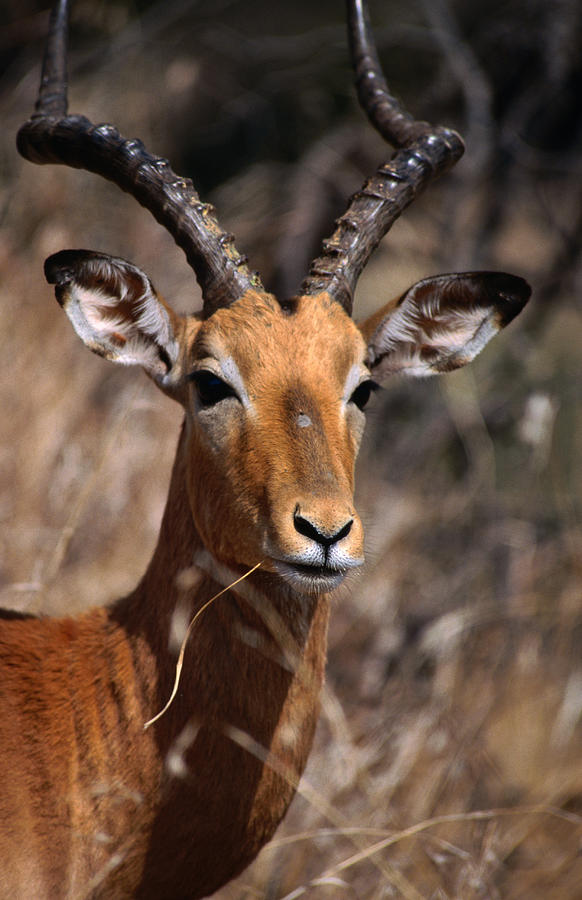 Impala Buck, Kruger National Park Photograph by Lonely Planet