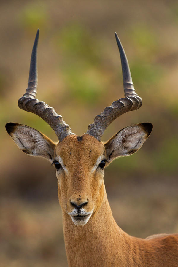 Impala Buck Portrait Photograph by Sebastian Kennerknecht
