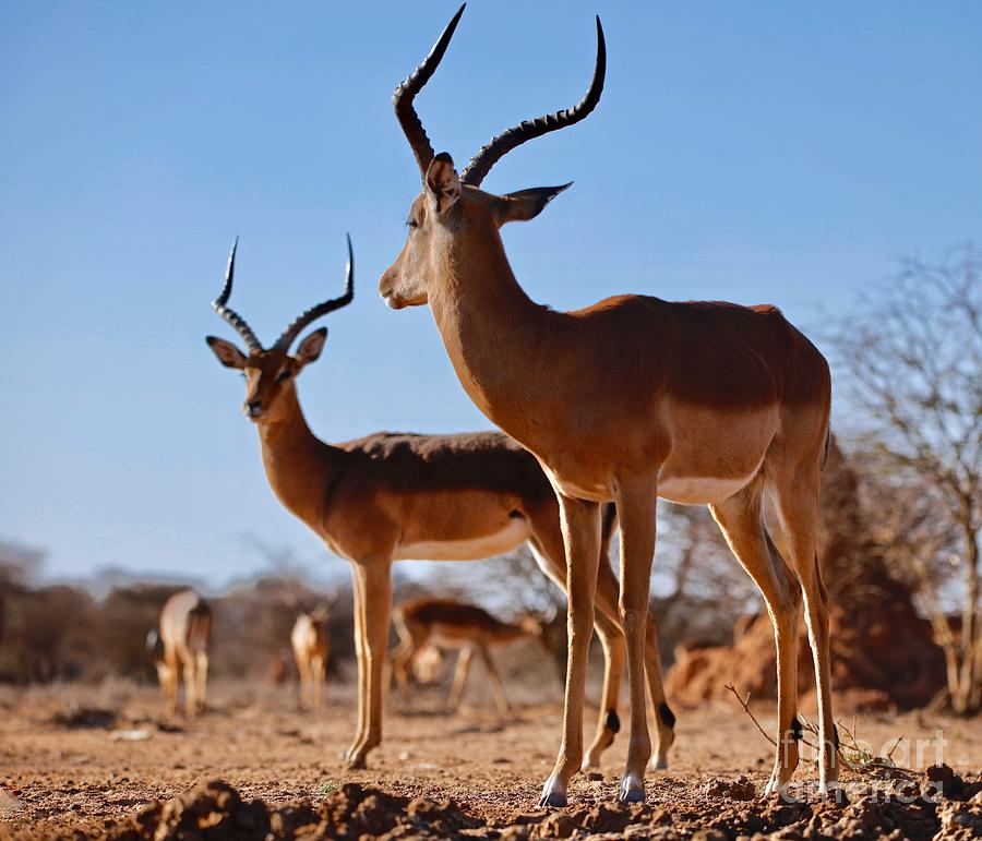 Animal Photograph - Impala Bucks, 2019, Photograph by Eric Meyer