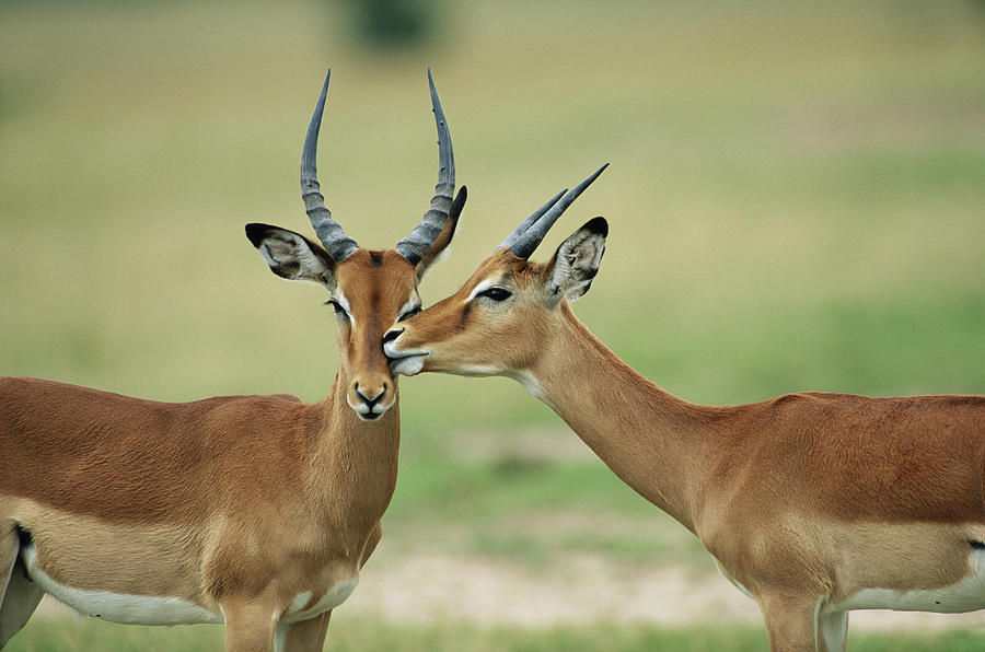 Impala Bucks Aepyceros Melampus by Stan Osolinski