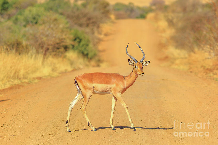 Impala cross a road Photograph by Benny Marty