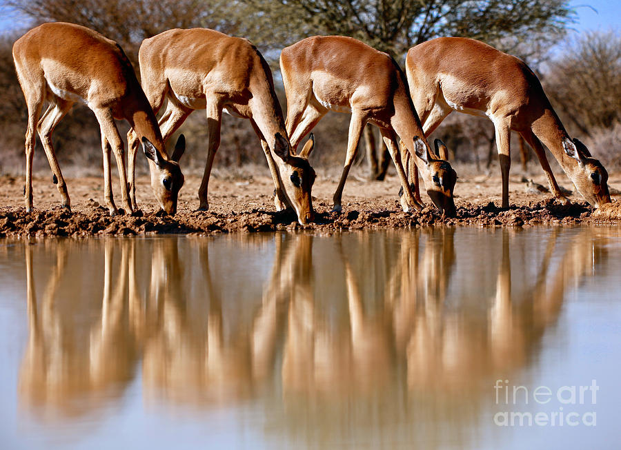 Animal Photograph - Impala Drinking, 2019, Photograph by Eric Meyer